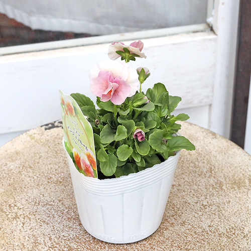 花苗 ビオラ アンジュフルール 3.5号 パンジー うえた育種 ピンク