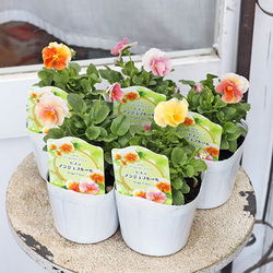 K可愛い♡パンジー♡モルゲンロート♡遊花♡３号♡ポットごと宅急便コンパクト C可愛い♡パンジー♡モルゲンロート♡遊花♡3号♡ポットごと宅急便