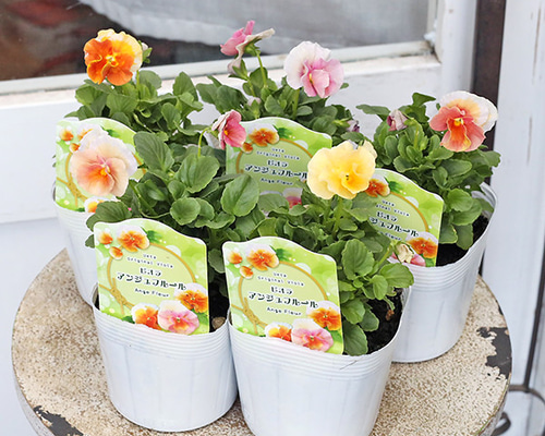 花苗 ビオラ アンジュフルール 3.5号 パンジー うえた育種 ピンク