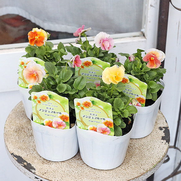 3苗セットビオラレディアンジュフルールピンク石川園芸⚜️⚜️⚜️⚜️透き通る花弁 花苗 ビオラ アンジュフルール 3.5号 パンジー うえた育種 ピンク
