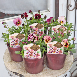 花苗 イングリッシュラベンダー セリーヌ 3.5号 多年草 ハーブ