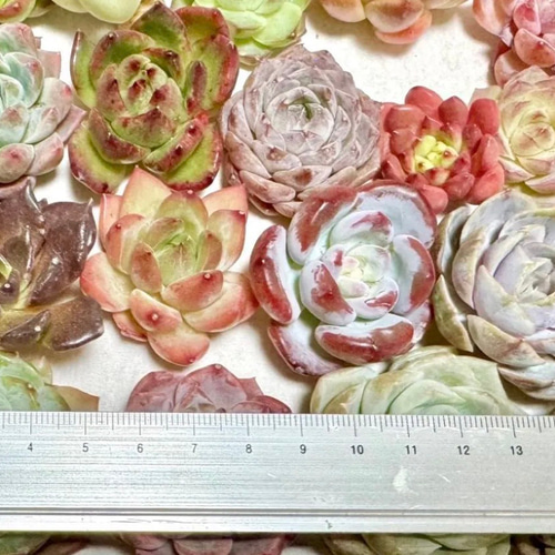 ★キットチャット★c15多肉植物エケベリア〈カット苗〉☆寄植えMIX☆ ☆キットチャット☆c15多肉植物エケベリア〈カット苗〉☆寄植えMIX