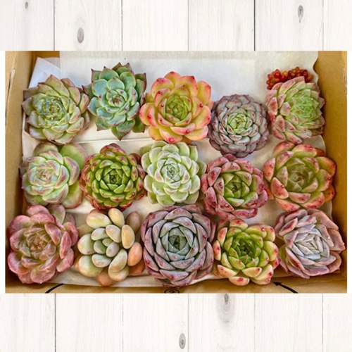 現品】＊美苗艶カラー 多肉植物エケベリアmix カット苗 15個＊宅急便