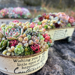 オーダー承ります 多肉植物寄せ植え そのまま飾れるスクウェア缶 多肉