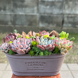 ☆送料無料☆♡そのまま飾れる♡リメイク缶バッグ型♬多肉植物寄せ植え