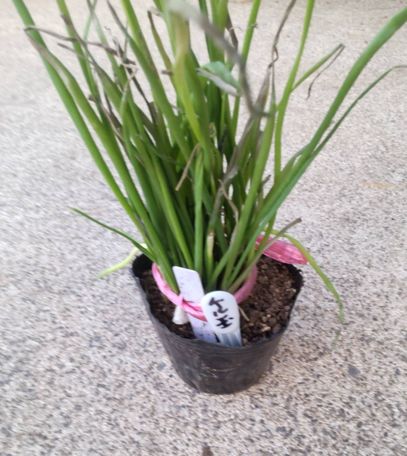 玉ねぎ【ケル玉ルビー  約50本】