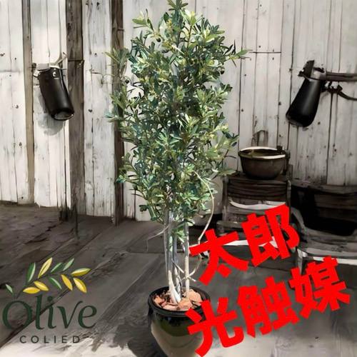 光触媒 人工観葉植物 ウォールグリーン フェイクグリーン オリーブtja