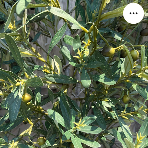 光触媒 人工観葉植物 ウォールグリーン フェイクグリーン オリーブtja