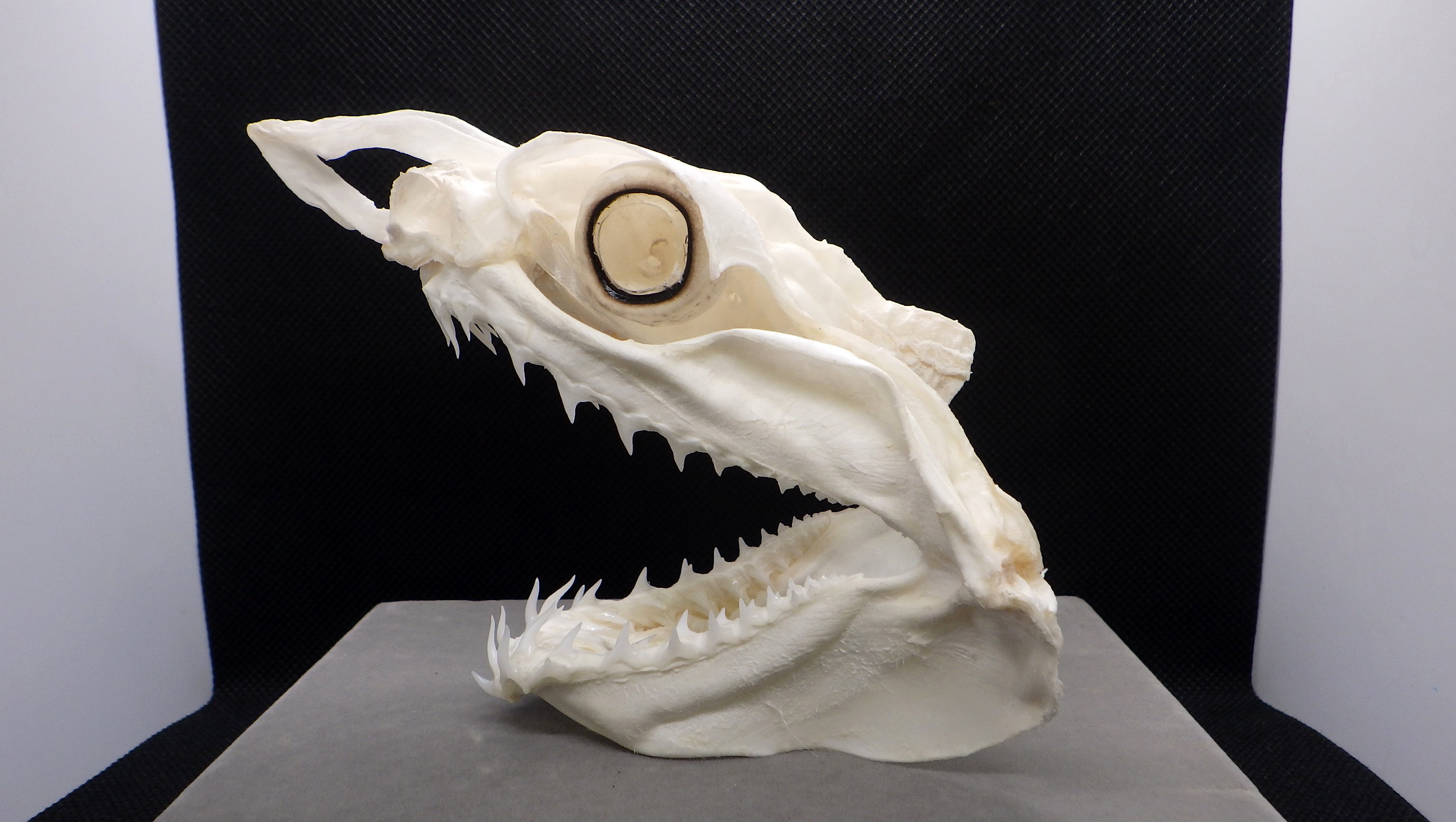 アオザメ Isurus oxyrinchus　頭骨標本