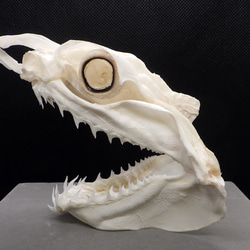 アオザメ Isurus oxyrinchus 頭骨標本 立体・オブジェ 標本工房