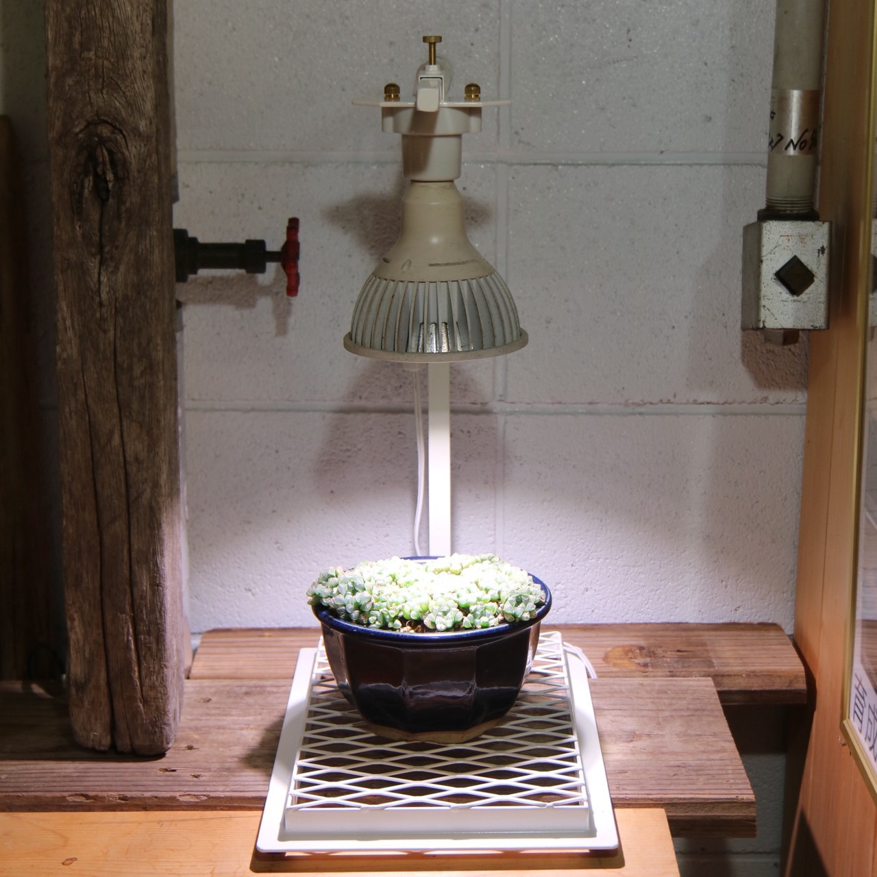 植物育成スタンド（e26ソケット付き）【鉄線】白一本