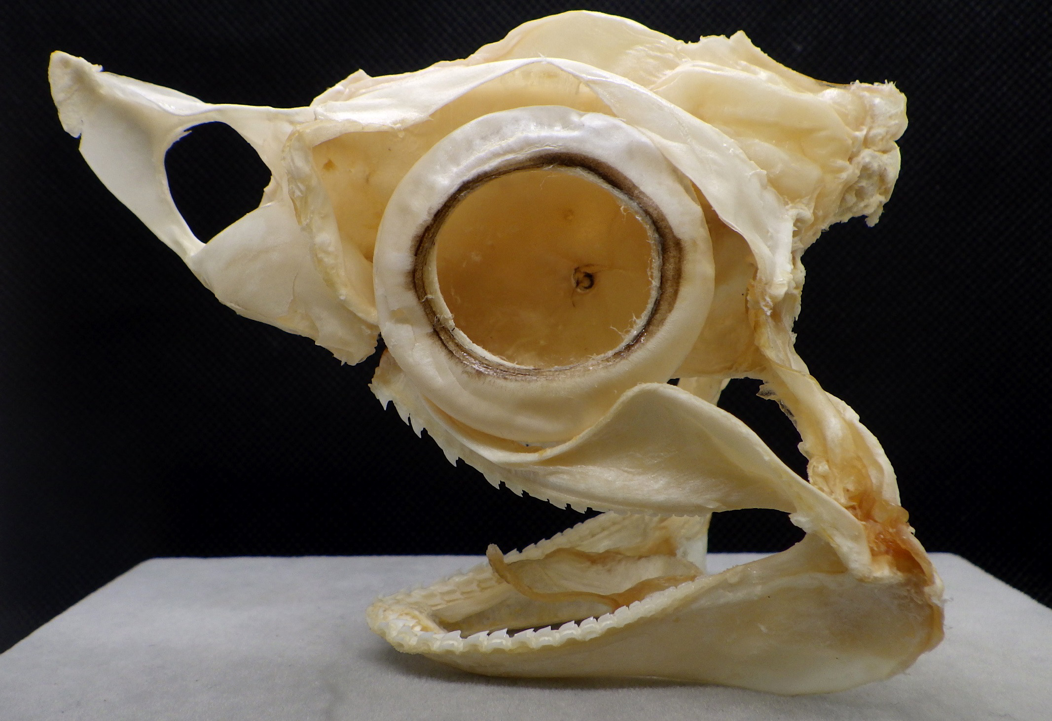 ニタリ  Alopias pelagicus　頭骨標本