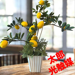 光触媒 人工観葉植物 ウォールグリーン フェイクグリーン 藤の花ツリー