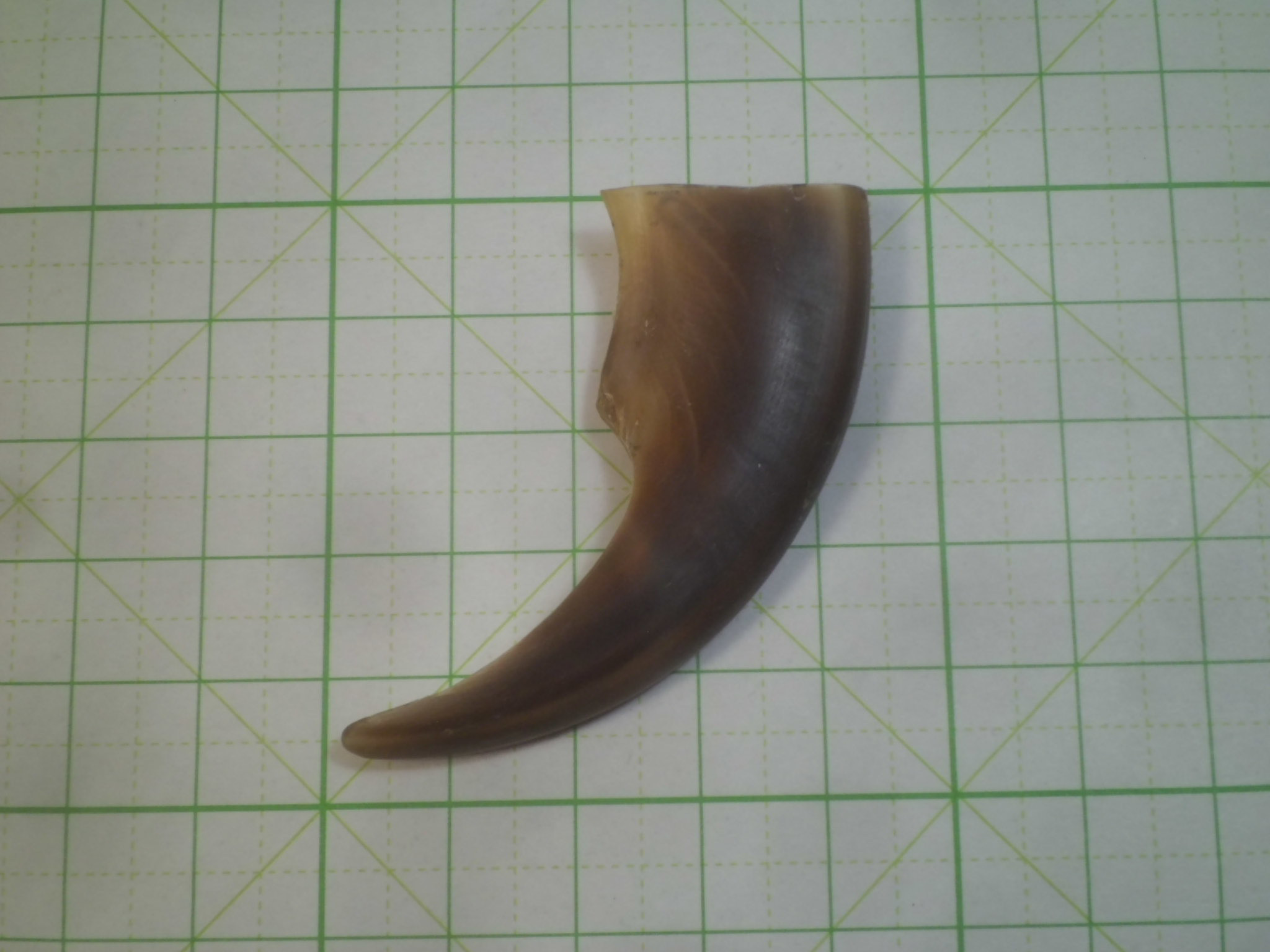 第二弾！超～硬く！厚い！ヒグマ大爪！加工用 ②