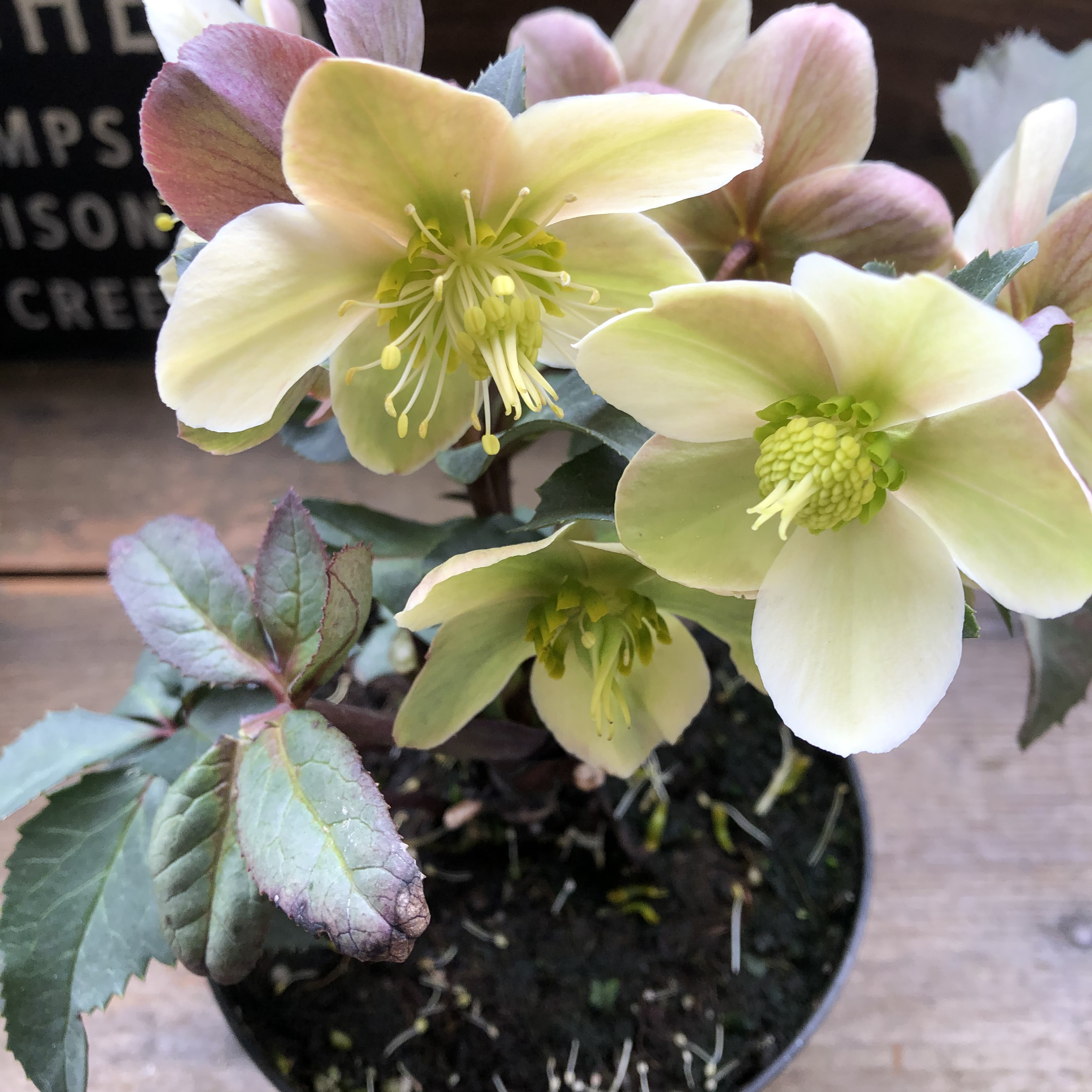 HGCモンテクリスト♡クリスマスローズ♡再新品種