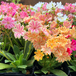 ポットごと♡希少♡マーブル♡斑入りグリーンネックレス♡多肉植物