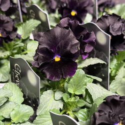 ビオラ「アイクルール」桐生ふぁ～むさん 花日和さん 花苗 花 苗