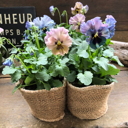 吊り下げ♡斑入りハートホヤ♡ラブラブハート♡多肉植物♡インテリア