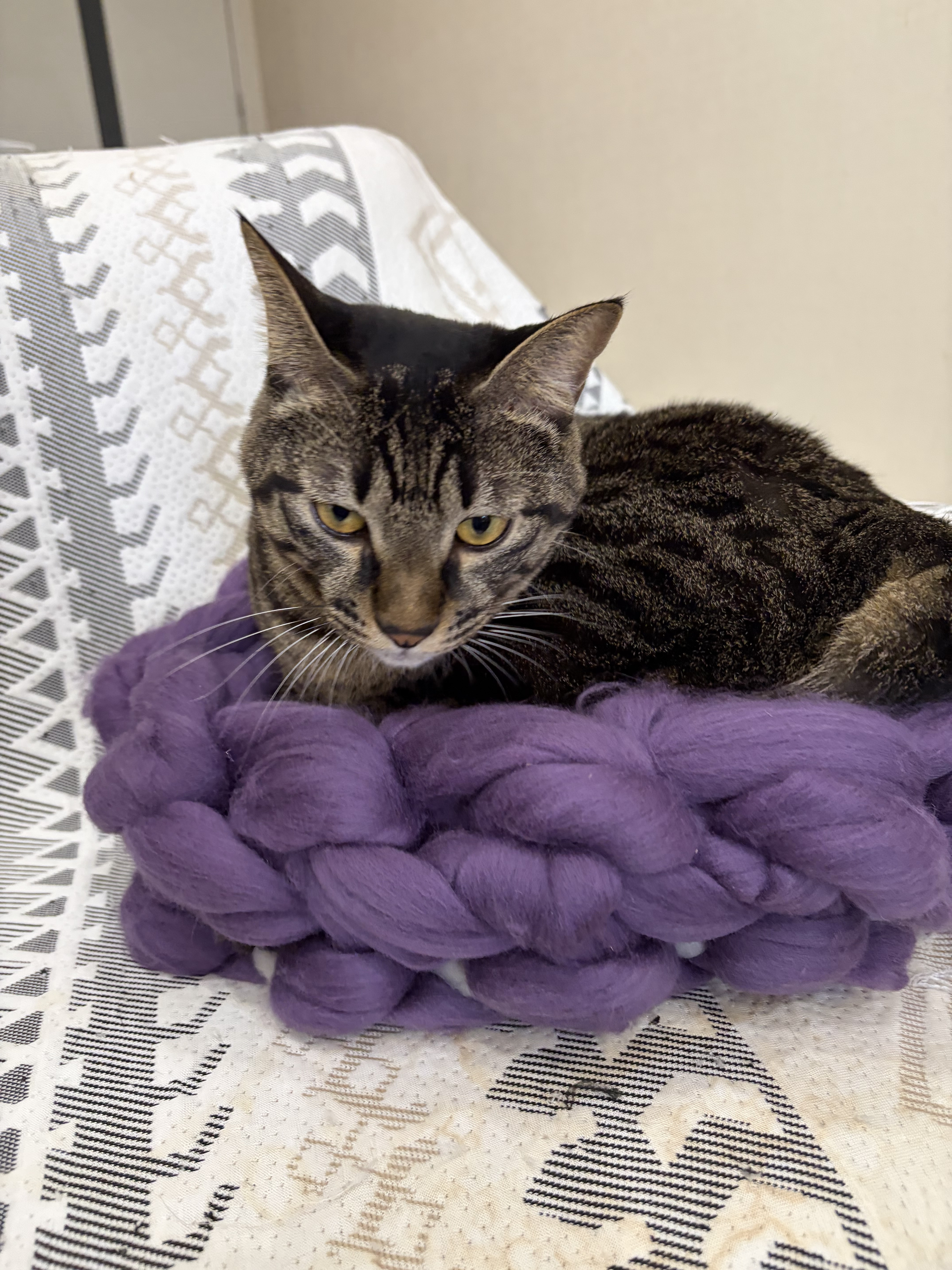 【極上メリノウール100%】継ぎ目のないバイカラー猫ベッド｜北欧風 チャンキーニット