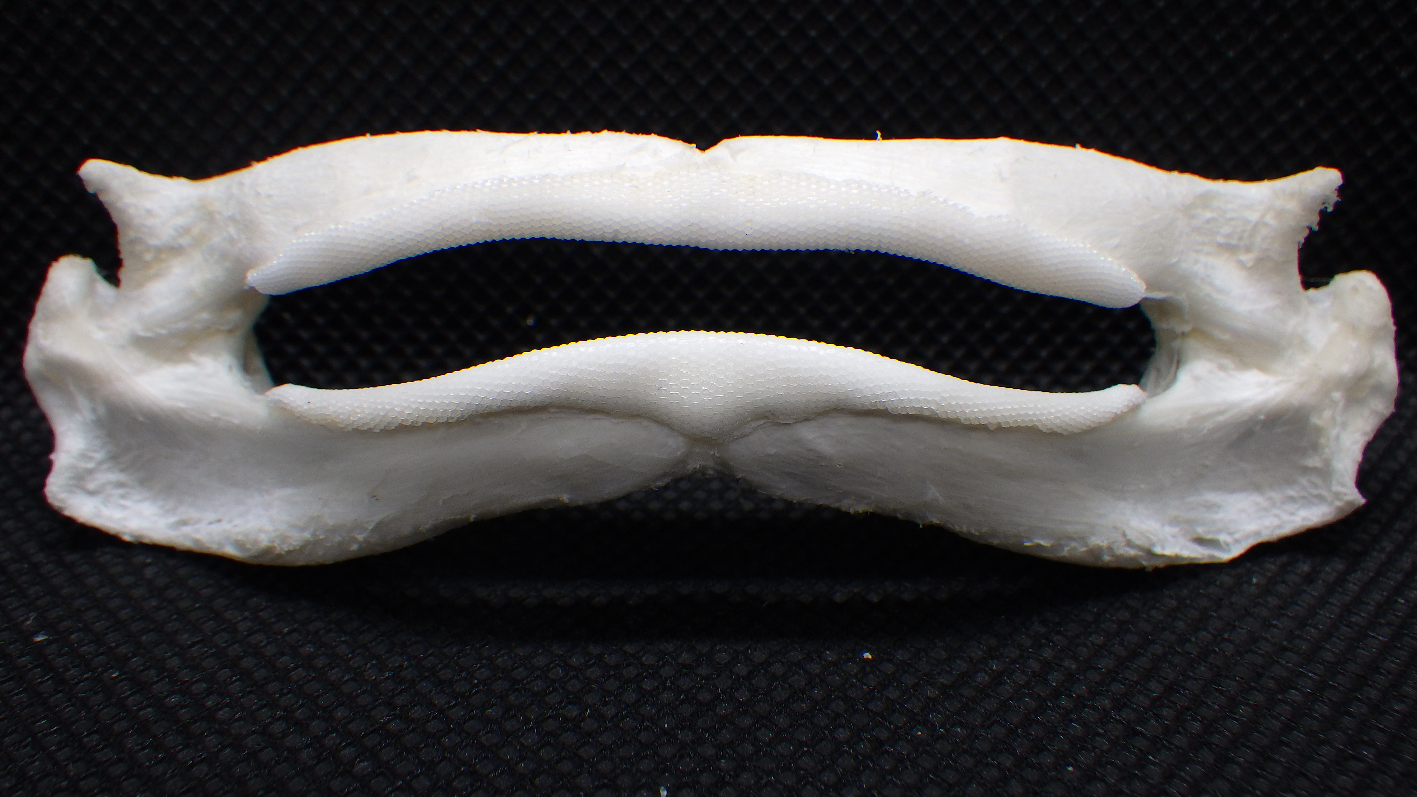 ウチワザメ Platyrhina tangi　骨格標本