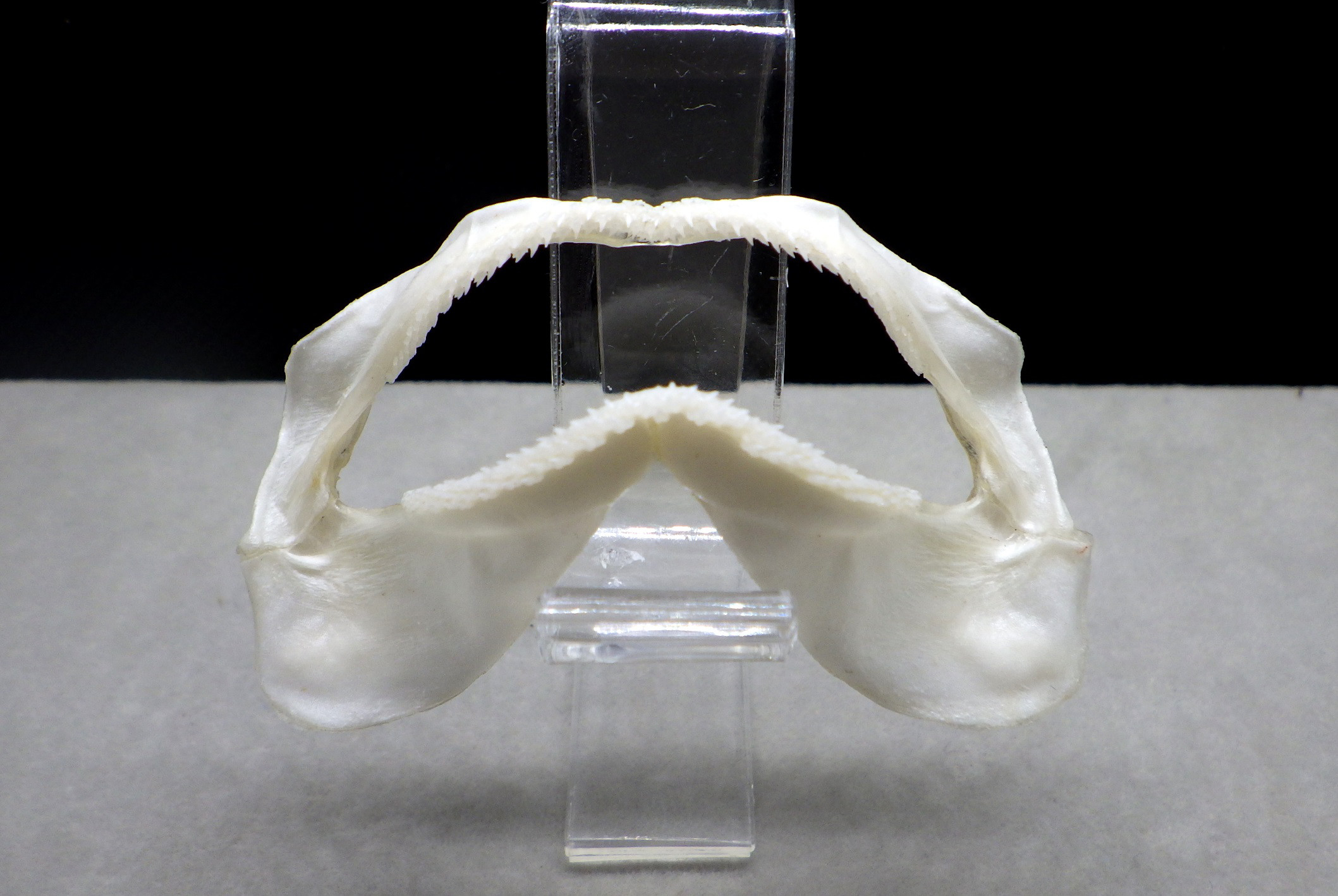 ドチザメ Triakis scyllium　骨格標本