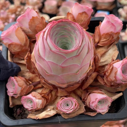 特価❣️ドロサンテマ キラキラ レインボーキャンディーボール 抜き苗