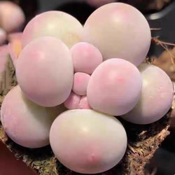 新入荷 多肉植物 ドロサンテマ キラキラ レインボーキャンディーボール