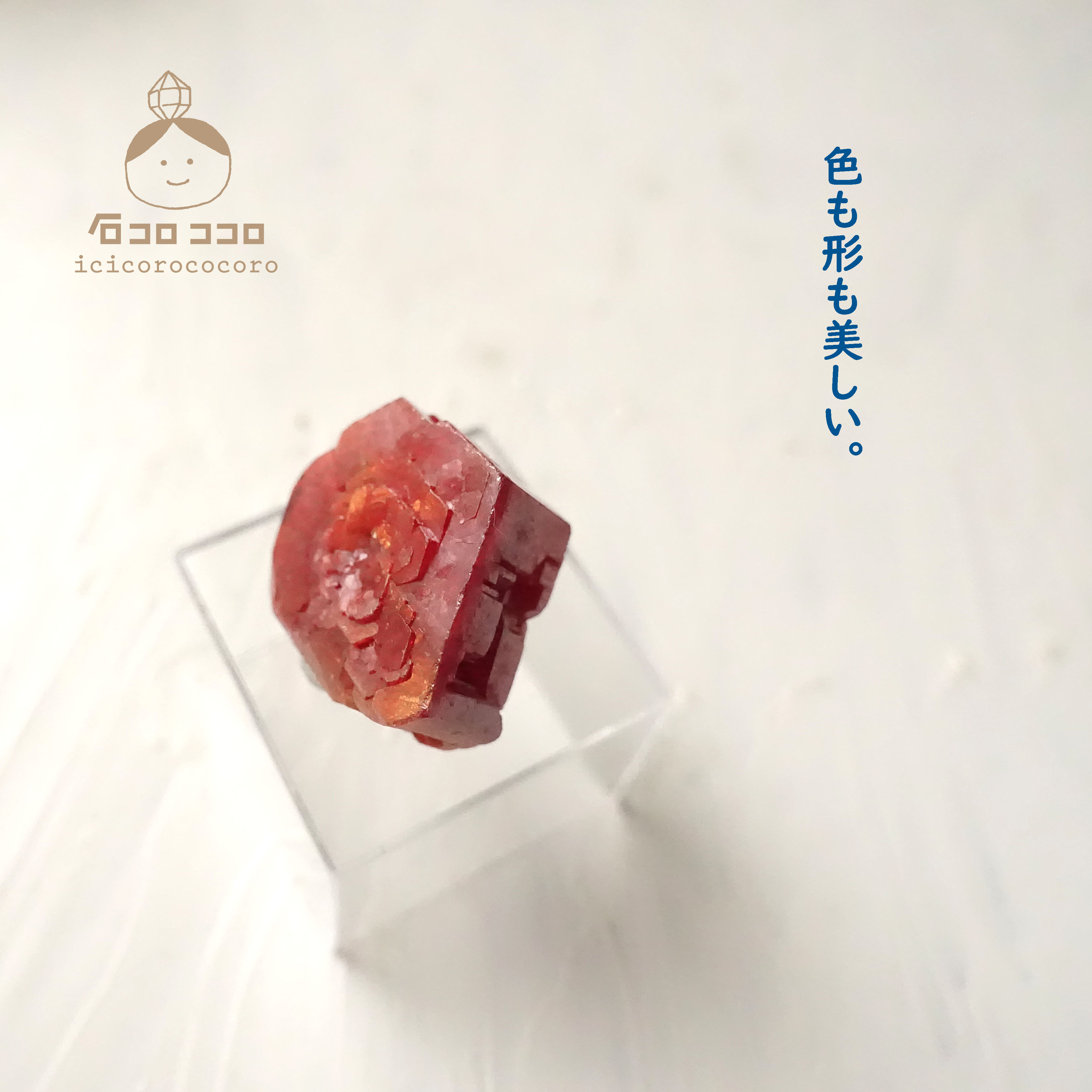 《国内送料無料》✦ 赤の結晶 ✦ バナディナイト 12 「 薔薇一輪 」   モロッコ直輸入【 かわいい鉱物標本 】