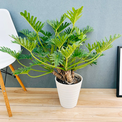 現品］【希少】2番 エピプレムヌム ピナツム セブブルー 8号 観葉植物