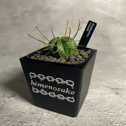 ☆送料込み☆アイアン植物棚 ボタニカルシェルフ3段タイプ アガベ