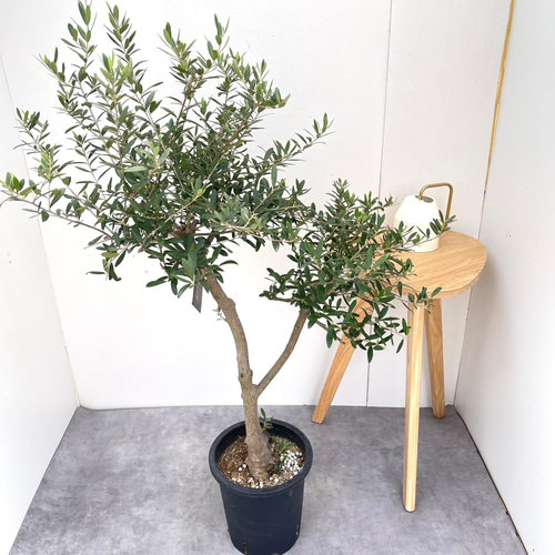 新築祝いにオススメ】オリーブ ネバディロブランコ 19【現品】観葉植物