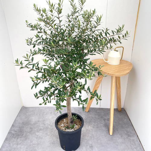 新築祝いにオススメ】オリーブ ネバディロブランコ 19【現品】観葉植物