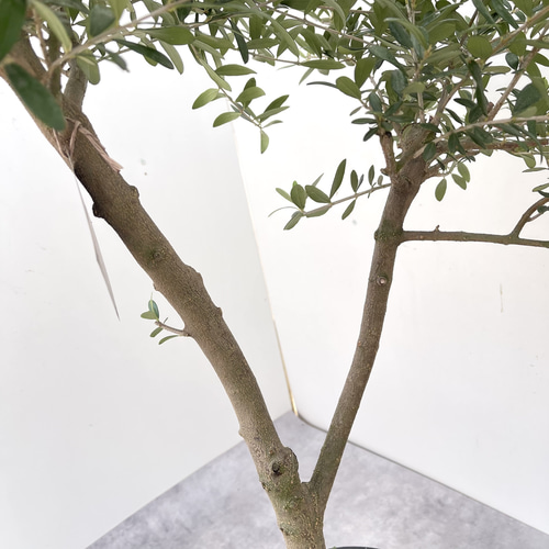 新築祝いにオススメ】オリーブ ネバディロブランコ 19【現品】観葉植物