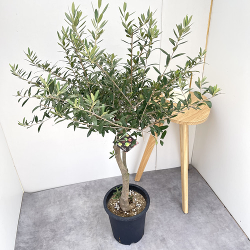 新築祝いにオススメ】オリーブ ネバディロブランコ 19【現品】観葉植物