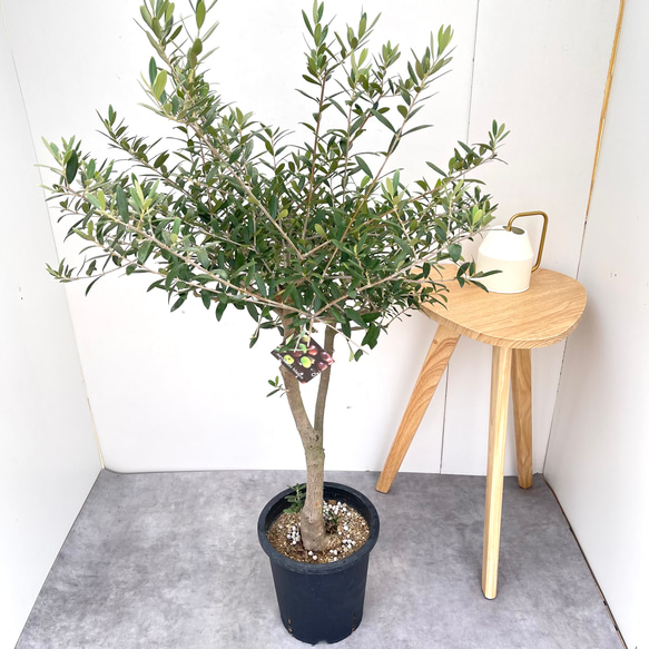 新築祝いにオススメ】オリーブ ネバディロブランコ 19【現品】観葉植物