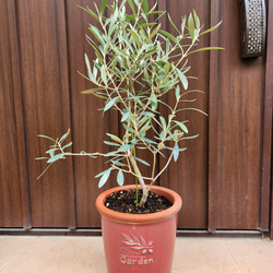 ボリューム大苗 パールアカシア ポット苗K ミモザ 苗 オージープランツ