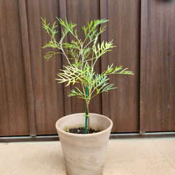 可愛い♪パールアカシア スクエア型テラコッタ鉢植え ミモザ オージー