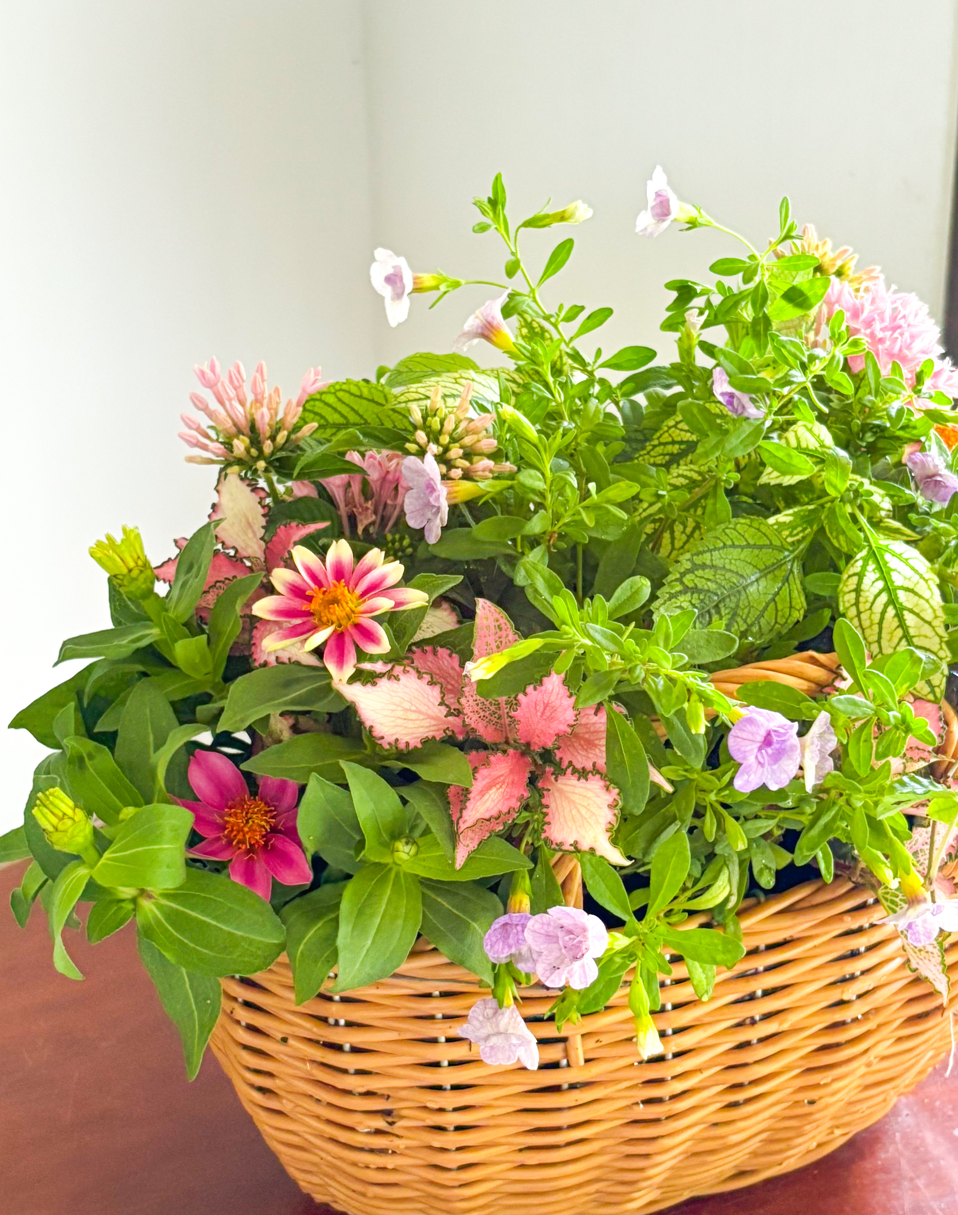 受注制作　セミオーダー　カゴの寄せ植え　ギフト　ご自身へのプレゼント　母の日　　（送料込み）