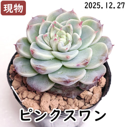 専用ページ　　　多肉植物　アエオニウム属(グリーノビア) グリーノビア 7苗【アエオニウム 多肉植物】 多肉植物 エケベリア