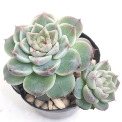 パープルクリスタル (抜き苗)【エケベリア】多肉植物 多肉植物