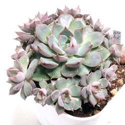 だるま姫秀麗xケッセルリンギアナ【グラプトベリア 多肉植物】 多肉