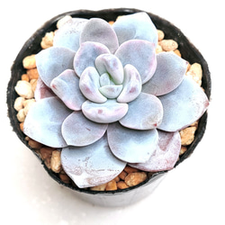 オーストラリアキャプテンヘイ【エケベリア 多肉植物】 多肉植物