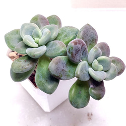 ベンバディス【エケベリア 多肉植物】 多肉植物 エケベリアSKETCH 通販