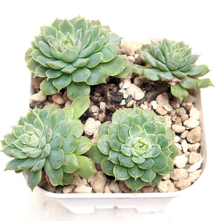 送料無料】札落ち【エケベリア 多肉植物】 多肉植物 エケベリアSKETCH