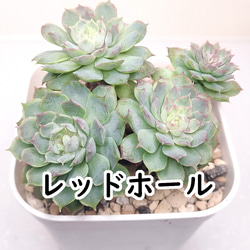 だるま姫秀麗xケッセルリンギアナ【グラプトベリア 多肉植物】 多肉