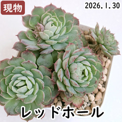 オーストラリアキャプテンヘイ【エケベリア 多肉植物】 多肉植物