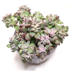 キュートバブル【多肉植物】 多肉植物 エケベリアSKETCH 通販 16099414