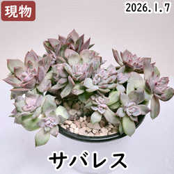 ピンクルルビー【グラプトベリア 多肉植物】 多肉植物 エケベリア