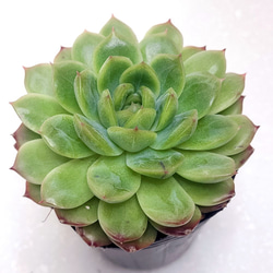 だるま姫秀麗xケッセルリンギアナ【グラプトベリア 多肉植物】 多肉