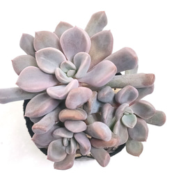 キュートバブル【多肉植物】 多肉植物 エケベリアSKETCH 通販 16099414